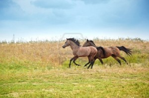 Gli antenati femminili dei cavalli rintracciati nel Kazakhstan