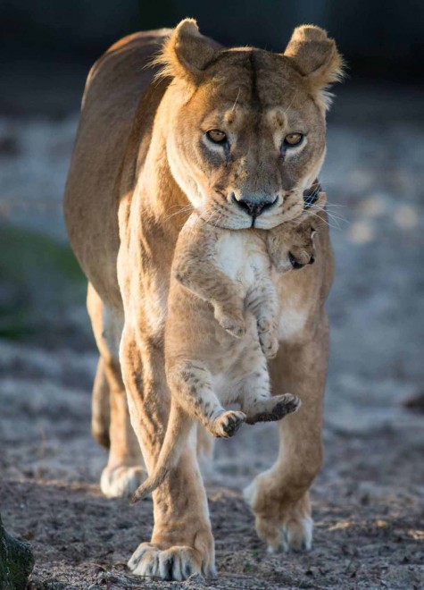 Africa, che pigri questi cuccioli di leone