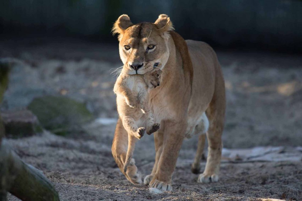 Africa, che pigri questi cuccioli di leone