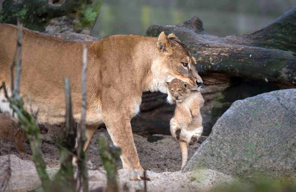 Africa, che pigri questi cuccioli di leone