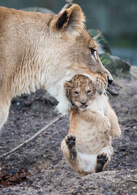 Africa, che pigri questi cuccioli di leone