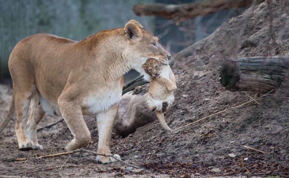 Africa, che pigri questi cuccioli di leone