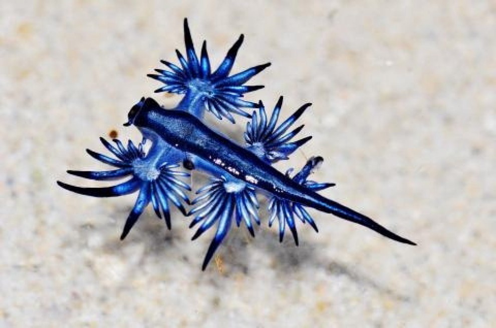Dalla ''volpe coi trampoli'' al ''pesce triste'': le creature pi&ugrave; strane