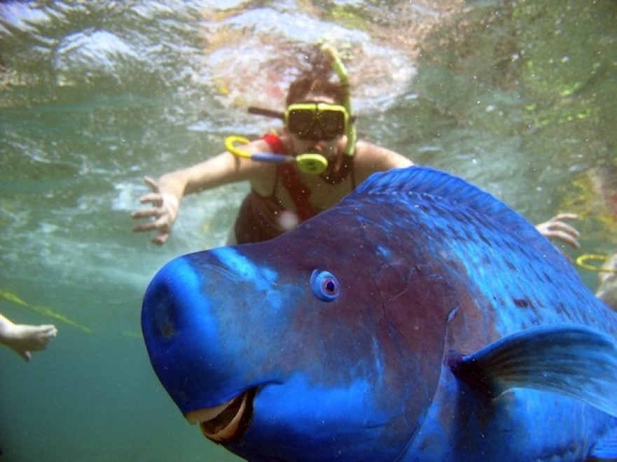 Dalla ''volpe coi trampoli'' al ''pesce triste'': le creature pi&ugrave; strane